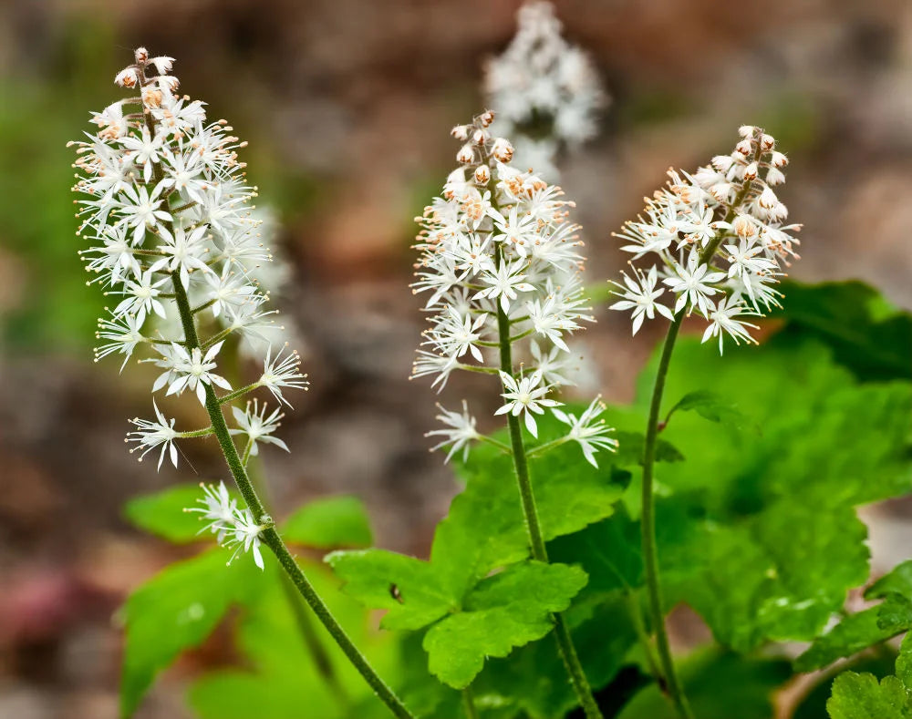 Green Tiarella Flower seeds for Planting - Compact Growth, Heirloom & GMO Free Seeds for Home Garden