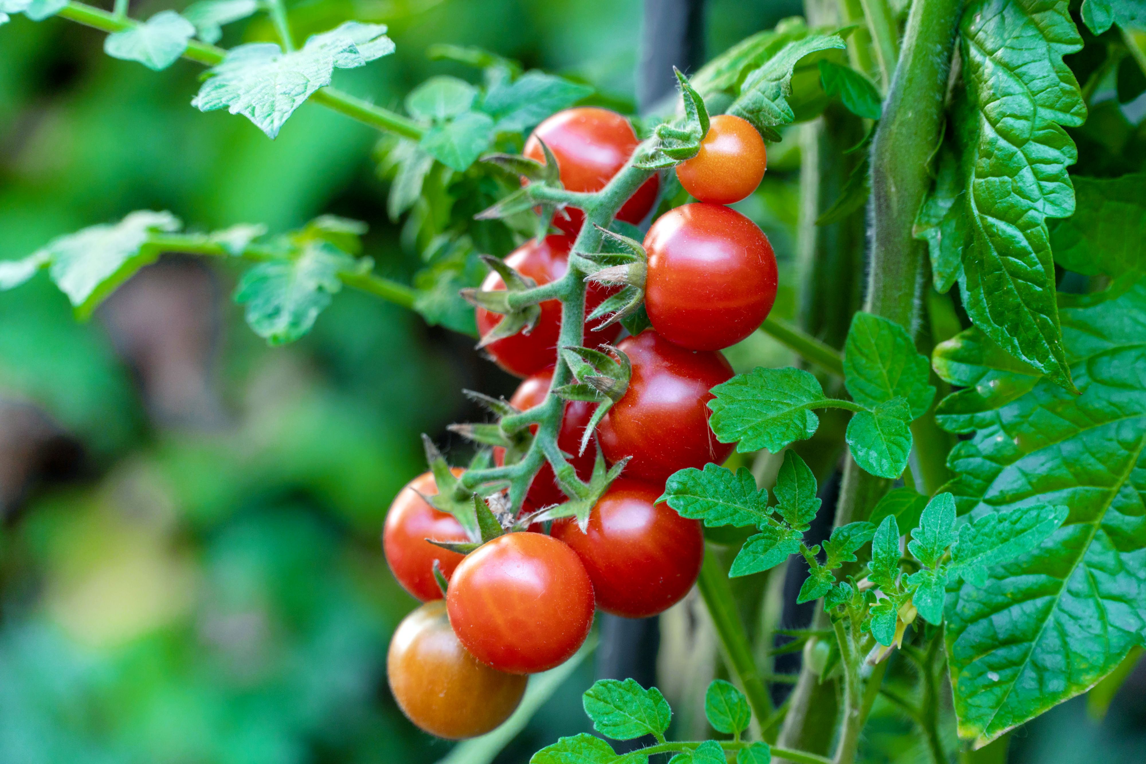 Birdie Rouge Tomato Seeds for Planting  High-Quality Heirloom Tomato Seeds