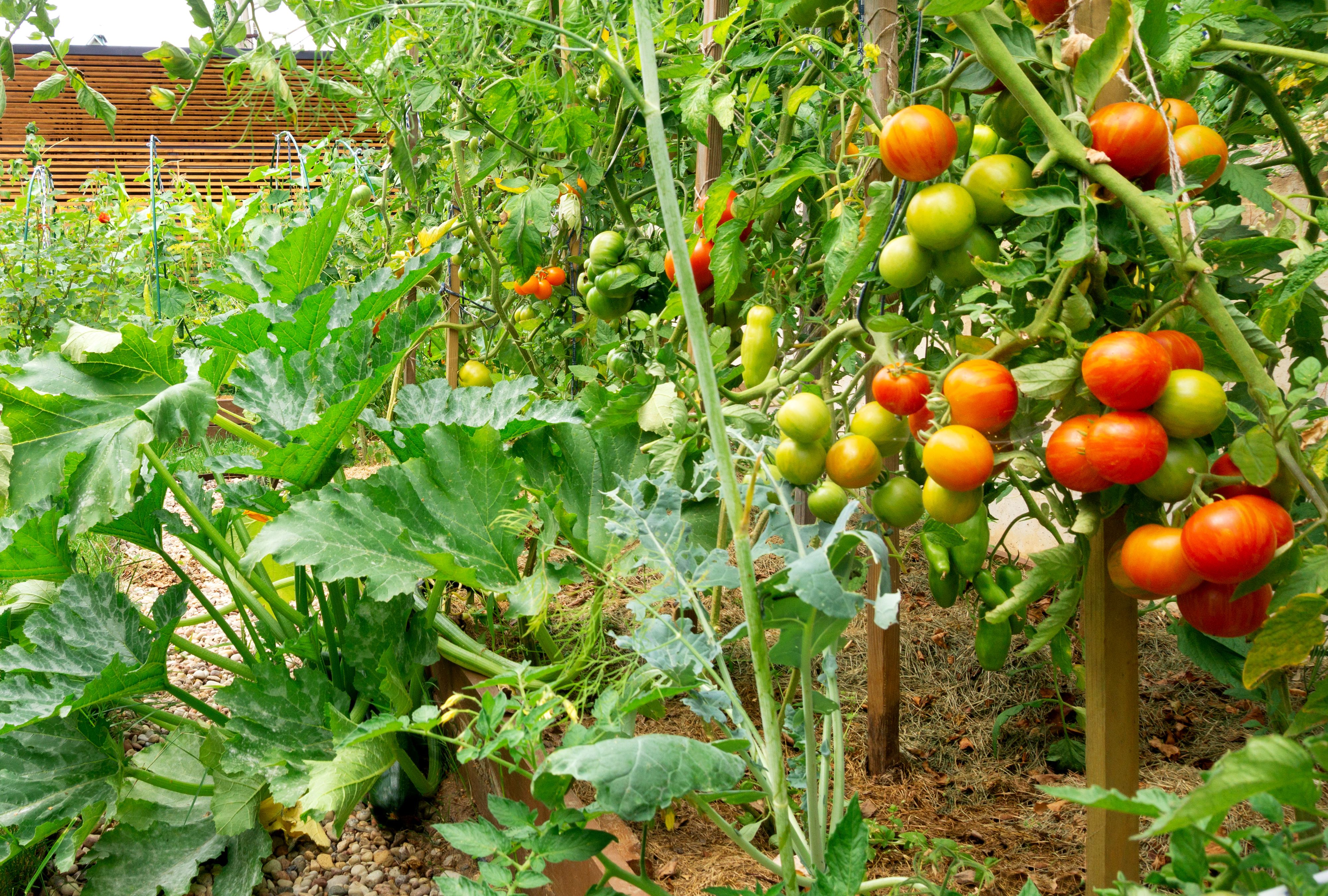 Mix Tomato Vegetable for Planting Seeds