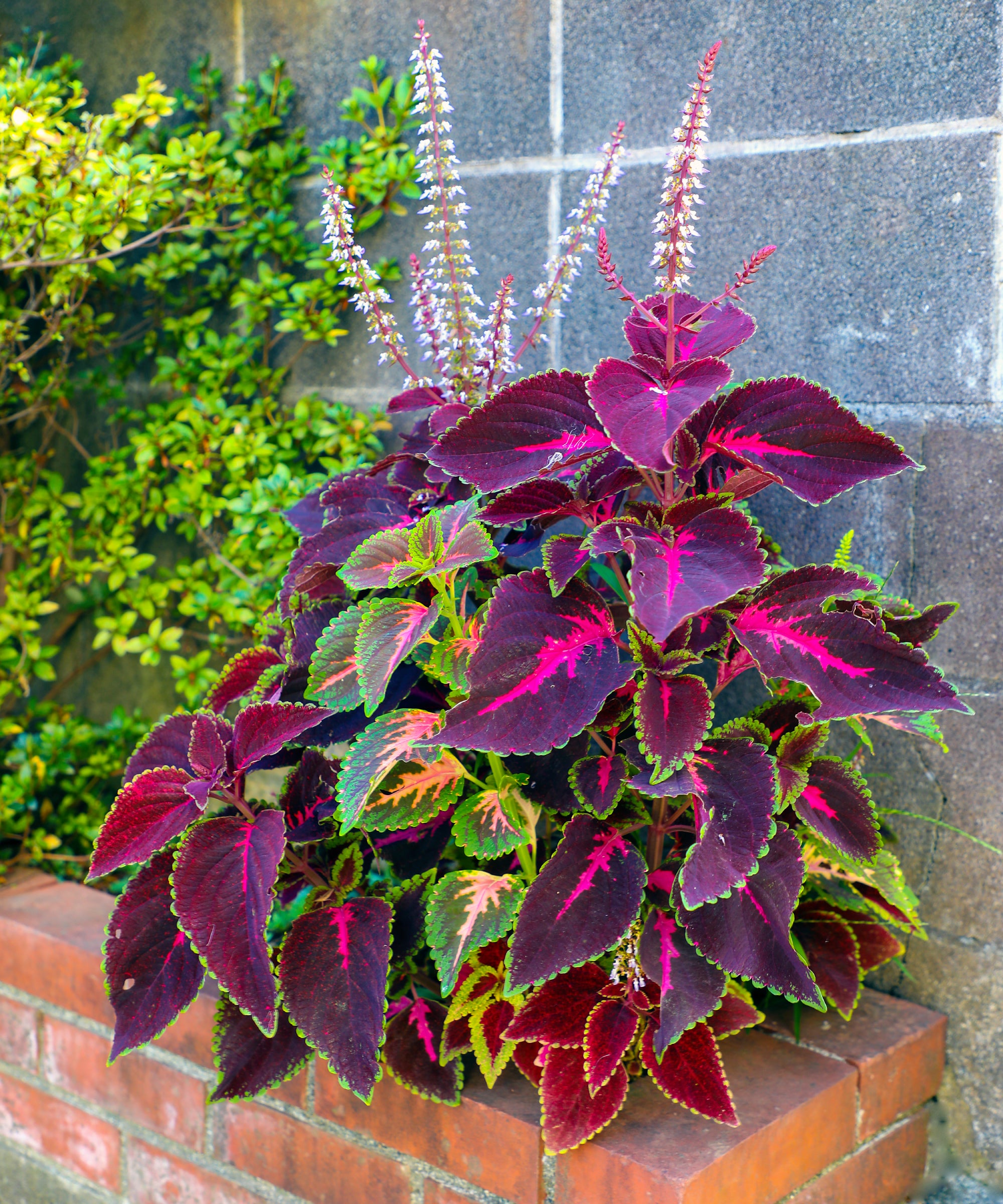 Coleus Flowering Flower seeds for Planting Cut Flower Favorite Heirloom & GMO Free Seeds for Home Garden