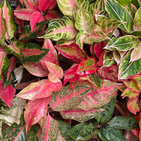 Mix Pink Aglaonema Flower seeds for Planting - Long Bloom Season, Heirloom & GMO Free Seeds for Home Garden