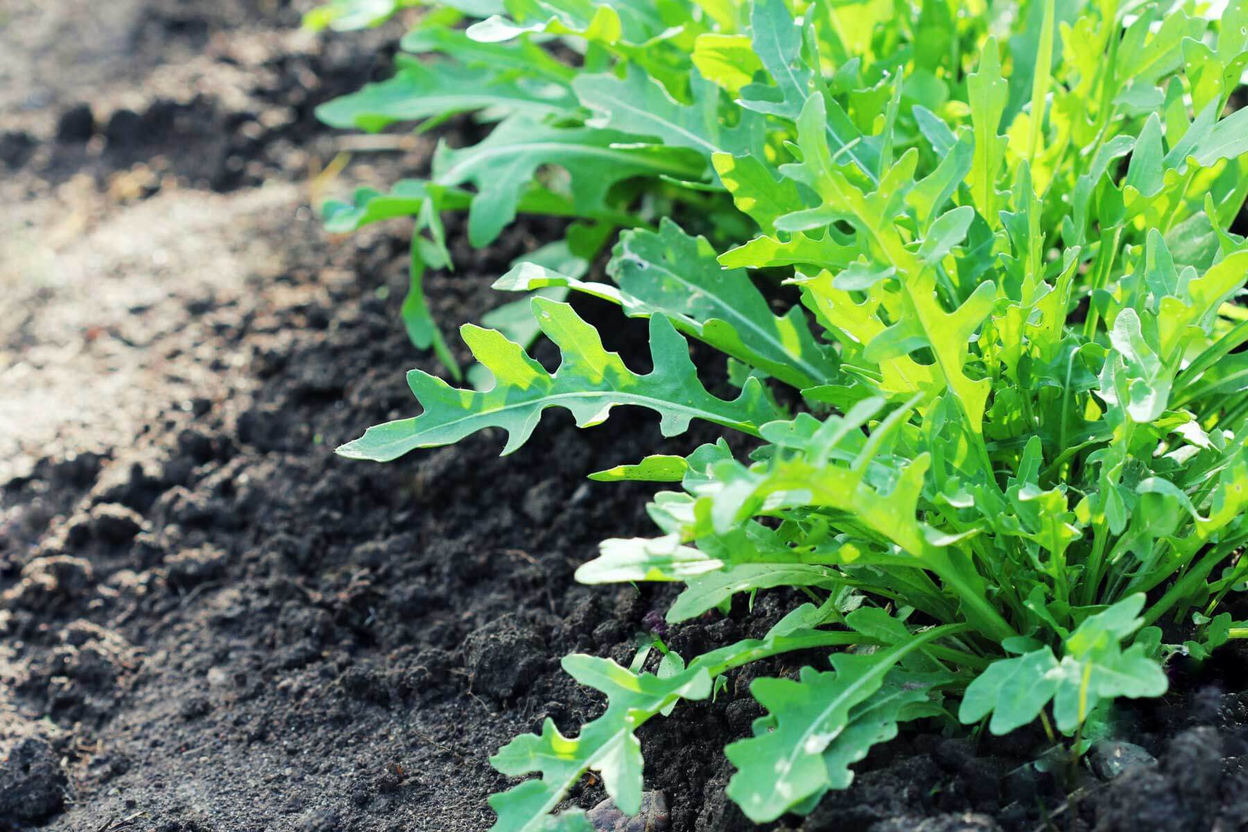 Arugula Seeds for Planting