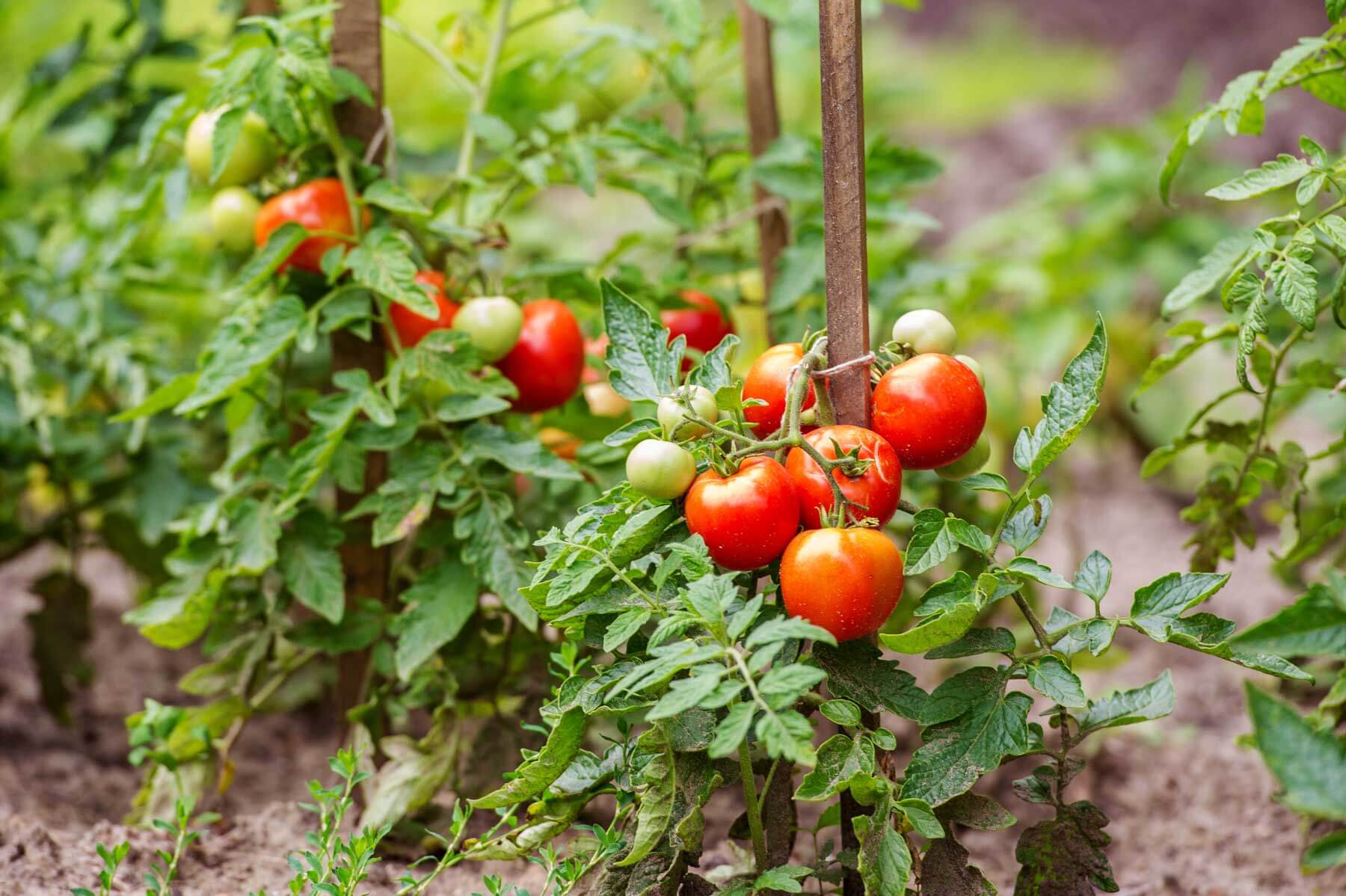Red Bell Tomato Vegetable Seeds  Perfect for Home Growing