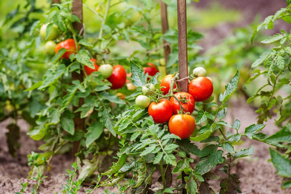 Mixed Tomato Planting Seeds Collection for Planting, Premium Vegetable Seeds | Heirloom Non-GMO