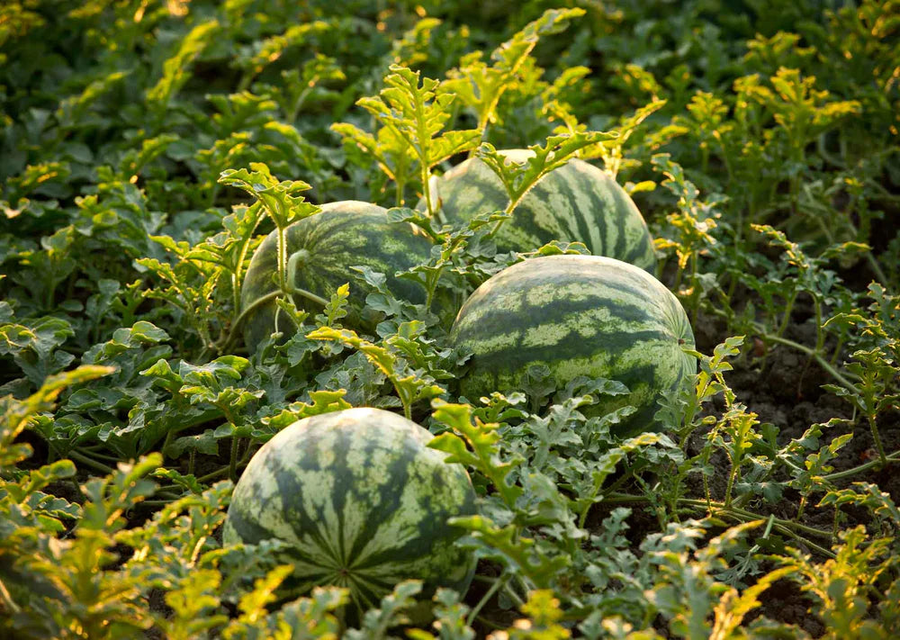 Mixed Watermelon Seeds for Planting | Grow Delicious Watermelon in Your Garden