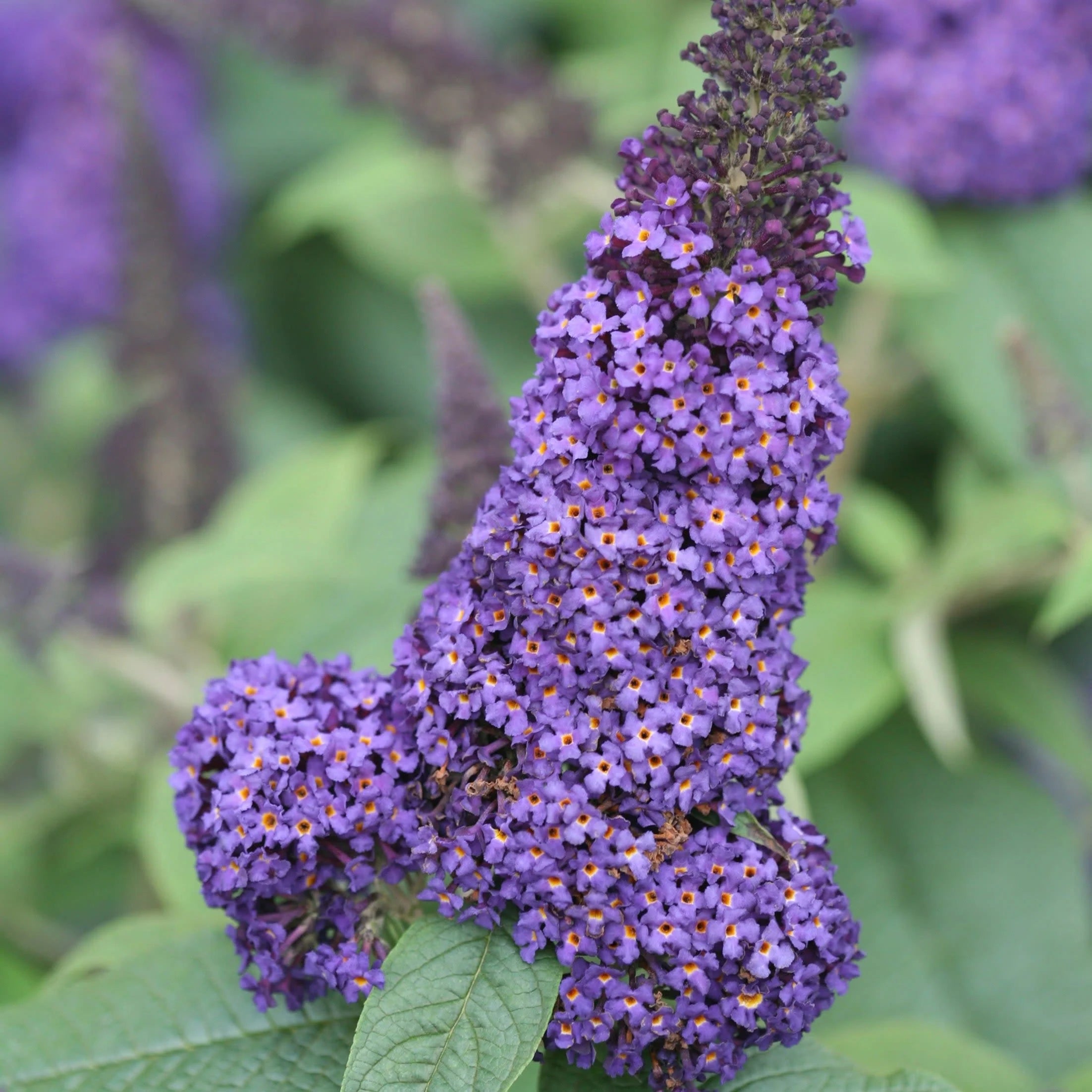 Bush Buddleia Flower seeds for Planting - Shade Tolerant, Heirloom & GMO Free Seeds for Home Garden