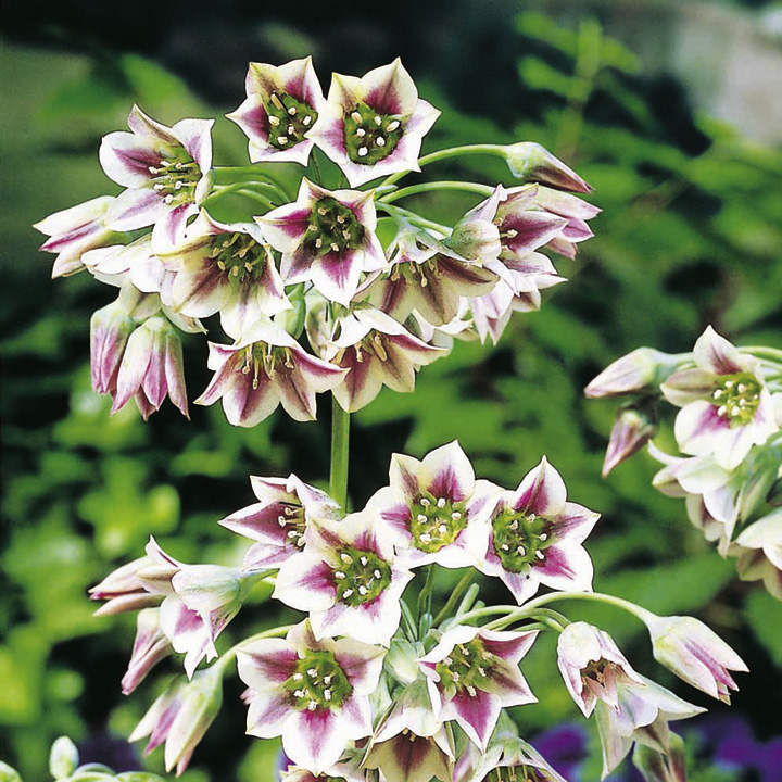 Nectaroscordum Flower seeds for Planting - Fragrant Blossoms, Heirloom & GMO Free Seeds for Home Garden