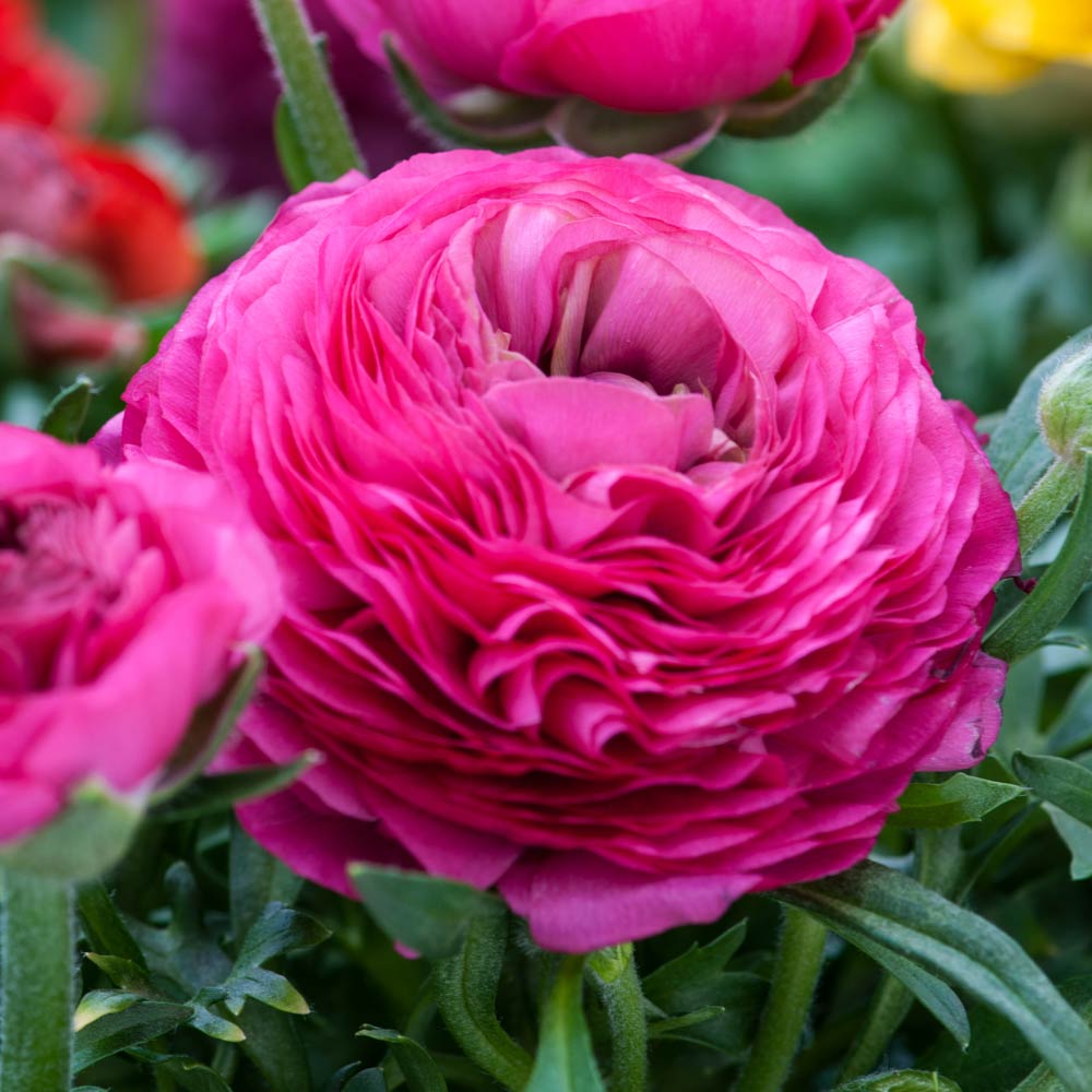 Ranunculus Flower seeds for Planting - Wildflower Mix, Heirloom & GMO Free Seeds for Home Garden