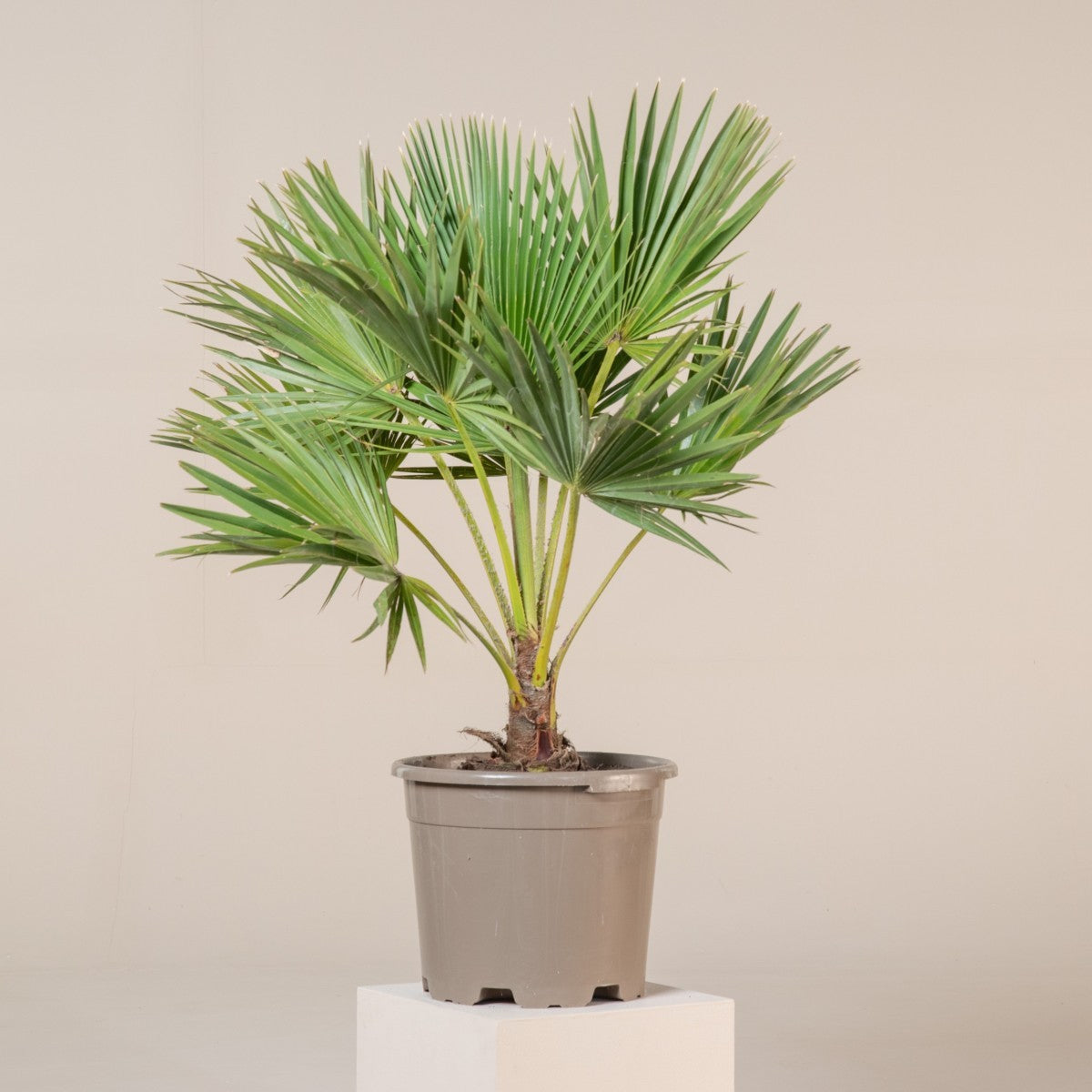 Brahea Plant Seeds for Easy Planting