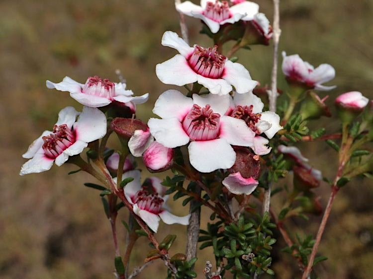 Manuka Flower seeds for Planting - Seasonal Bloomer, Heirloom & GMO Free Seeds for Home Garden