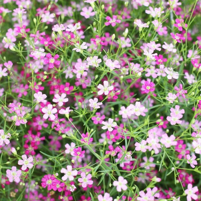 Mixed Color Gypsophila Flower Seeds for Planting Seasonal Bloomer Heirloom & GMO Free Seeds for Home Garden
 
 Sale
