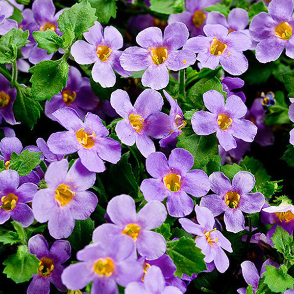 Gulliver Flower seeds for Planting - Drought Tolerant, Heirloom & GMO Free Seeds for Home Garden