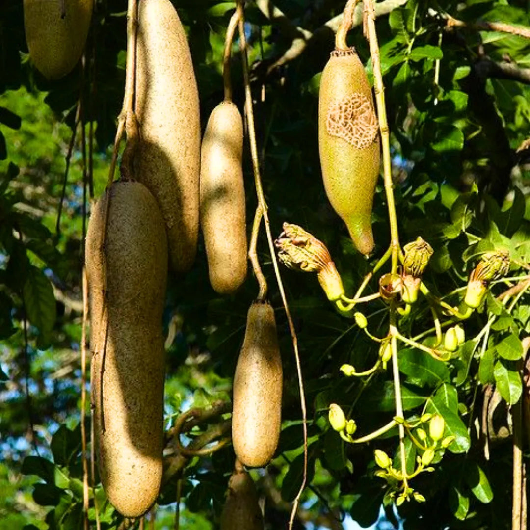 Brown Sausage Seeds for Planting