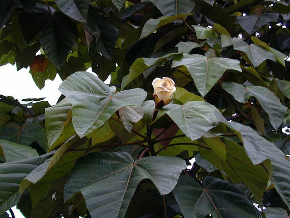 Balsa Tree Seeds – Yellow Variety for Planting