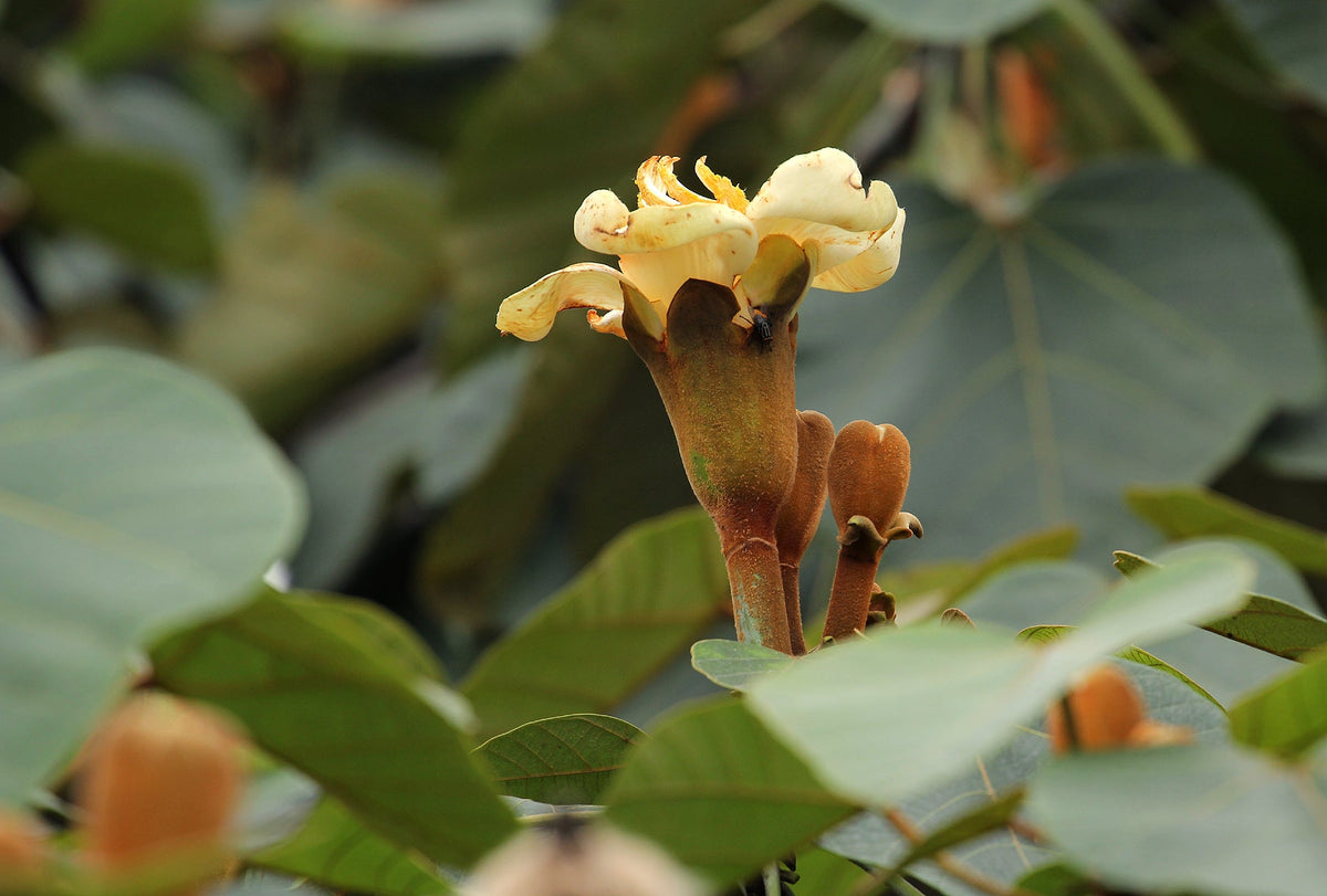 Balsa Tree Seeds – Yellow Variety for Planting