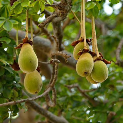 Baobab Tree Seeds: Planting Guide for Successful Growth