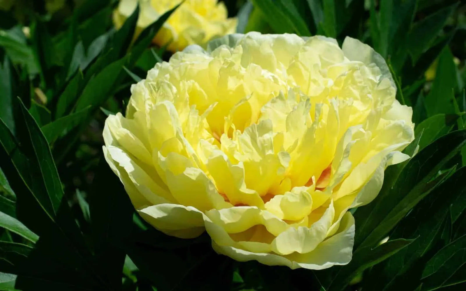Paeonia Flower seeds for Planting - Seasonal Bloomer, Heirloom & GMO Free Seeds for Home Garden