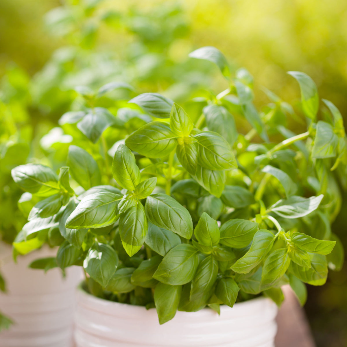Buy Basil Seeds Online – Non-GMO Herb Seeds for Cooking and Pesto