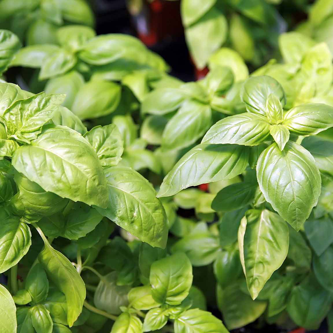 Basil Seeds for Gardening – Easy to Grow Fresh Herb for Families