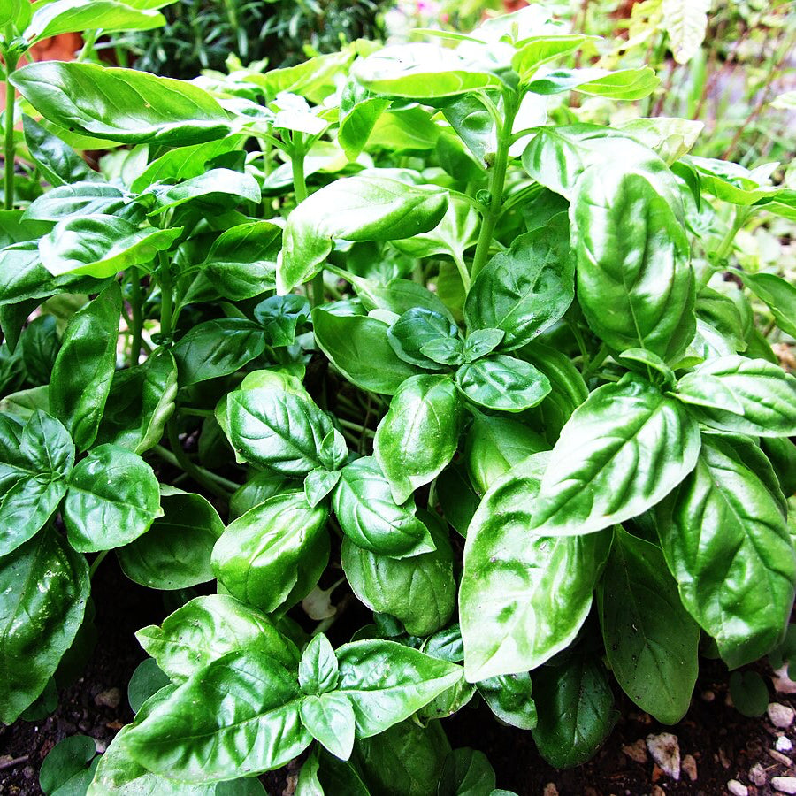 Organic Basil Seeds – Fresh Culinary Herb for Kitchen Gardens