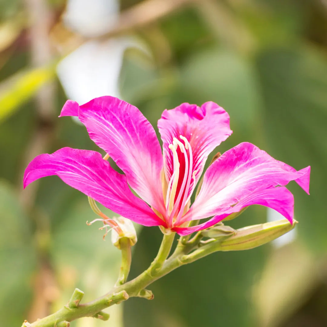 Bauhinia Flower seeds for Planting Cut Flower Favorite Heirloom & GMO Free Seeds for Home Garden