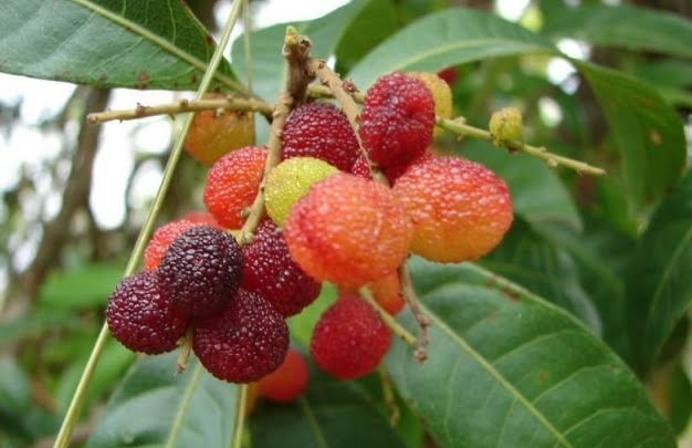 Plant Yellow Bayberry Fruit Seeds