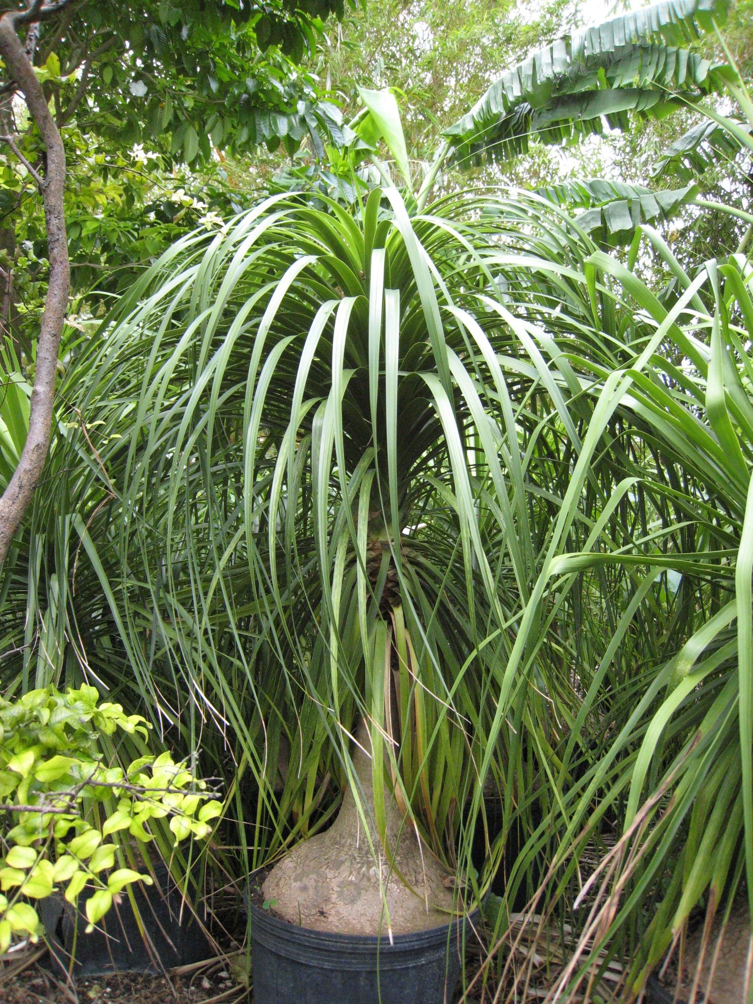 Planting Seeds Collection: Beaucarnea Plant