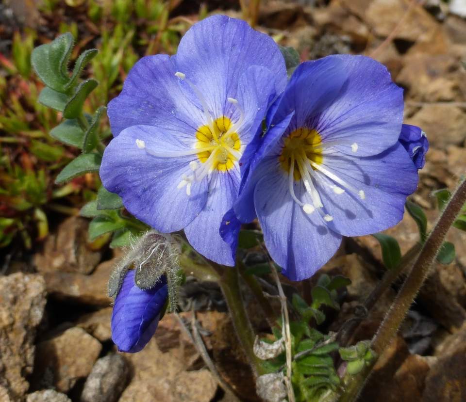 Jacob's Ladder Flower seeds for Planting Perfect for Borders Heirloom & GMO Free Seeds for Home Garden