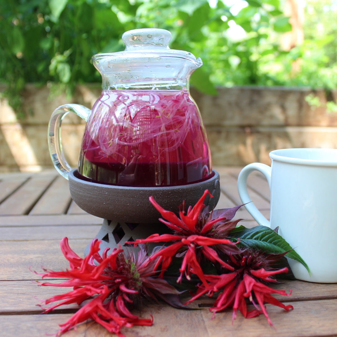 Buy Bee Balm Seeds Online – Non-GMO Monarda for Pollinator Gardens