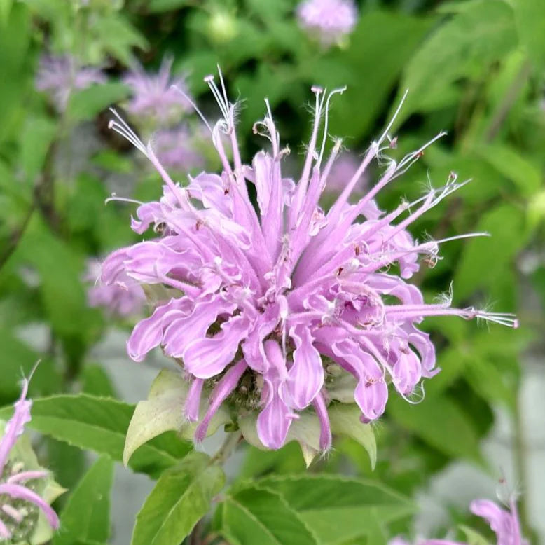 Lavender Beebal Flower seeds for Planting - Perfect for Borders, Heirloom & GMO Free Seeds for Home Garden