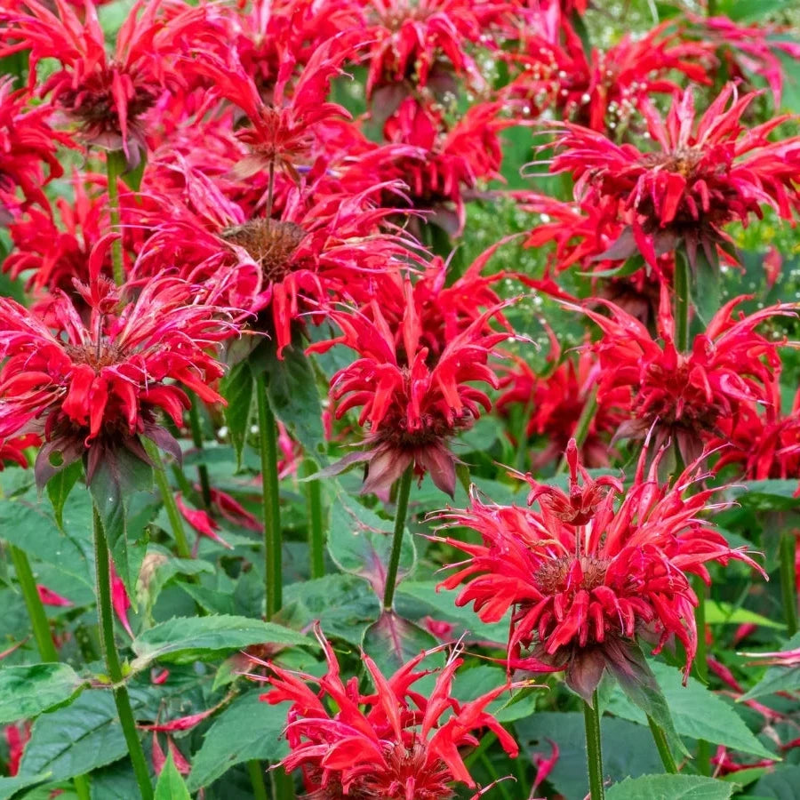Bee Balm Seeds – Colorful Wildflower Attracting Bees and Butterflies
