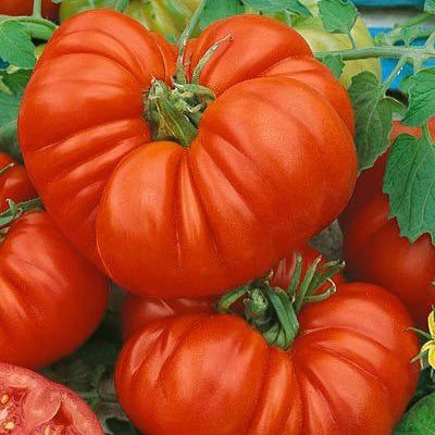 Giant Tomato Vegetable Planting Seeds