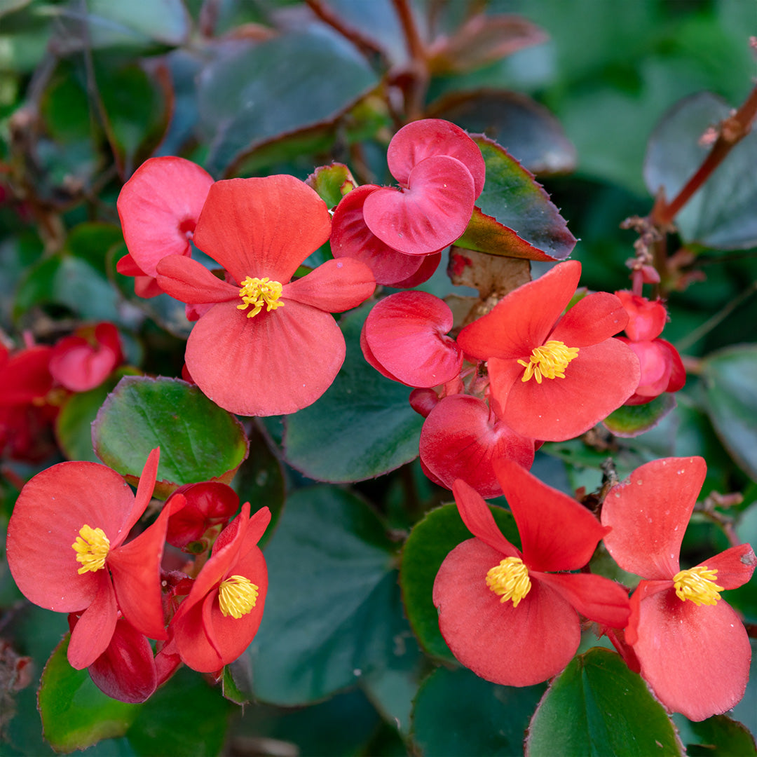Begonia Flower seeds for Planting - Shade Tolerant, Heirloom & GMO Free Seeds for Home Garden