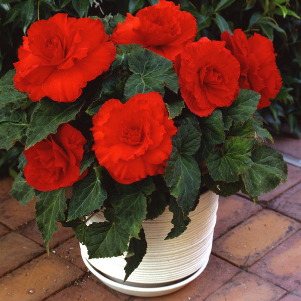Camellia Orange Flower seeds for Planting - Vibrant Colors, Heirloom & GMO Free Seeds for Home Garden