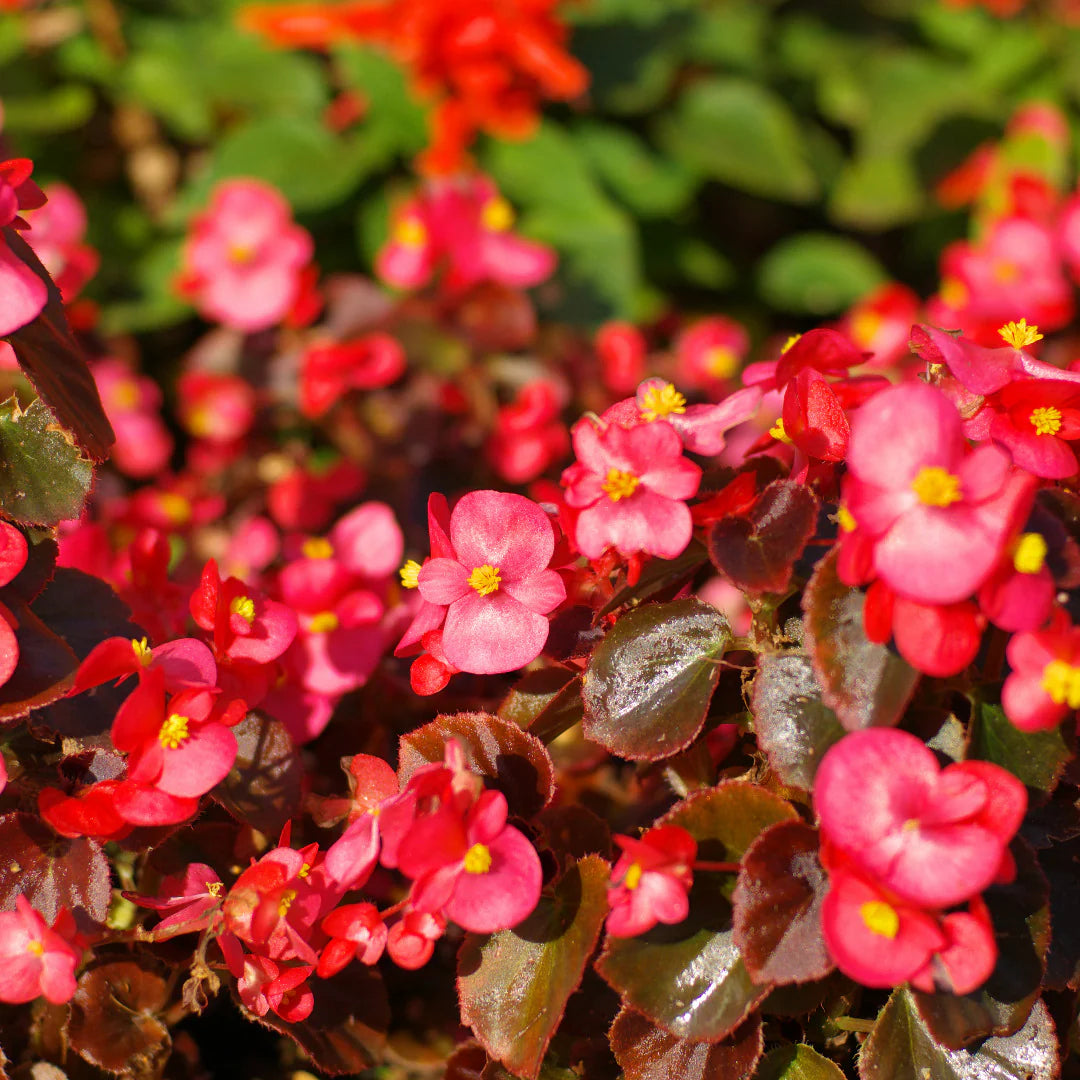 Begonia Flower seeds for Planting, Cut Flower Favorite Heirloom & GMO Free Seeds for Home Garden