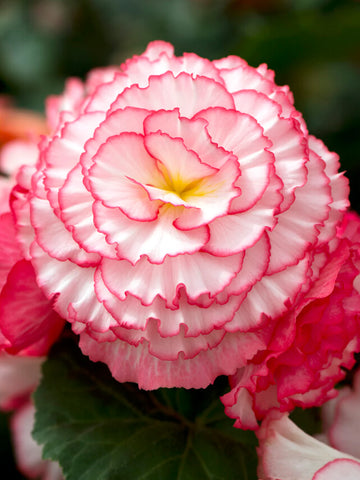 Pink White Begonia Flower seeds for Planting - Wildflower Mix, Heirloom & GMO Free Seeds for Home Garden
