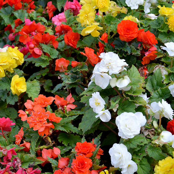 Mixed Begonia Flower seeds for Planting - Long Bloom Season, Heirloom & GMO Free Seeds for Home Garden