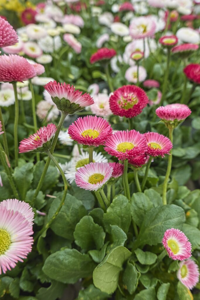 Pink Bellis Perennis Flower seeds for Planting - Premium Quality, Heirloom & GMO Free Seeds for Home Garden