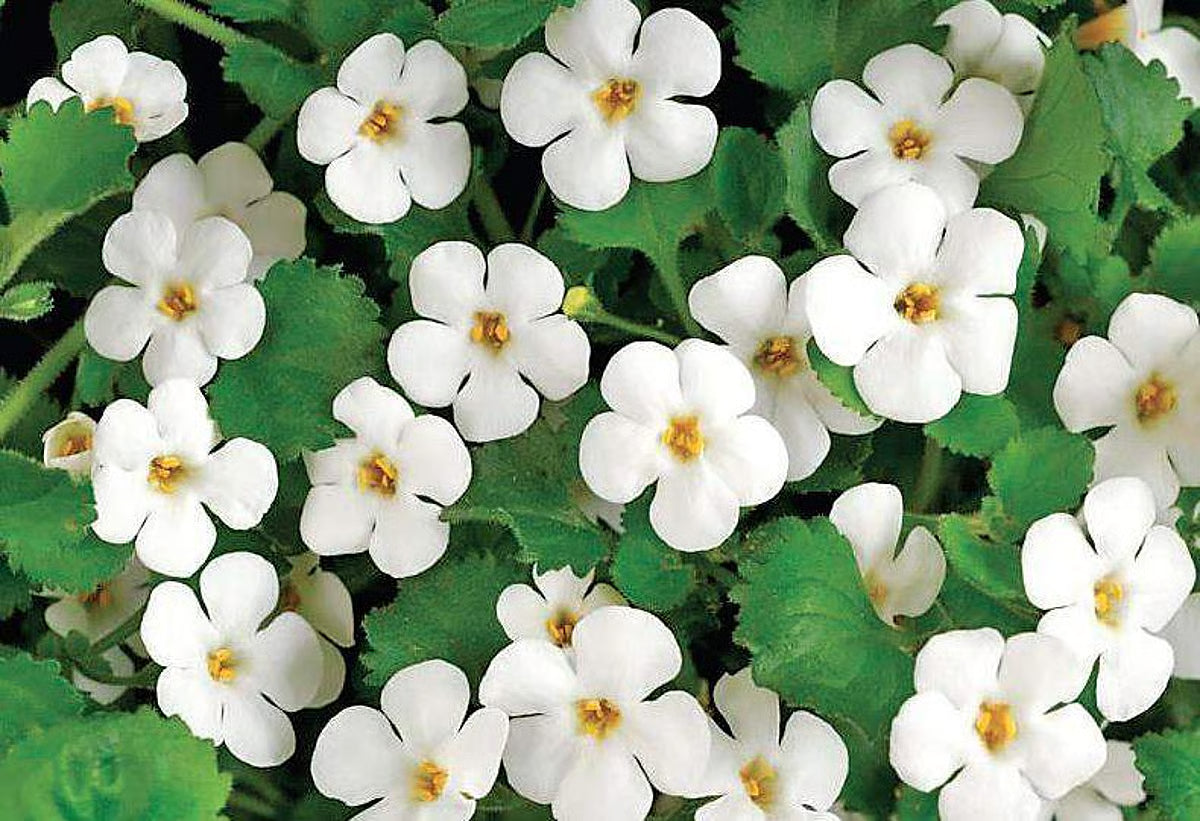 Bacopa Flower seeds for Planting - Sun Loving, Heirloom & GMO Free Seeds for Home Garden