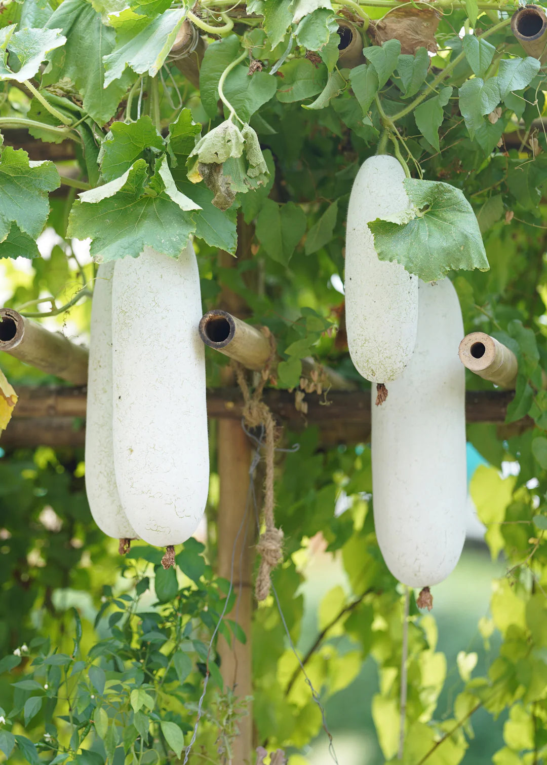 White Wax Gourd Vegetable Seeds for Planting