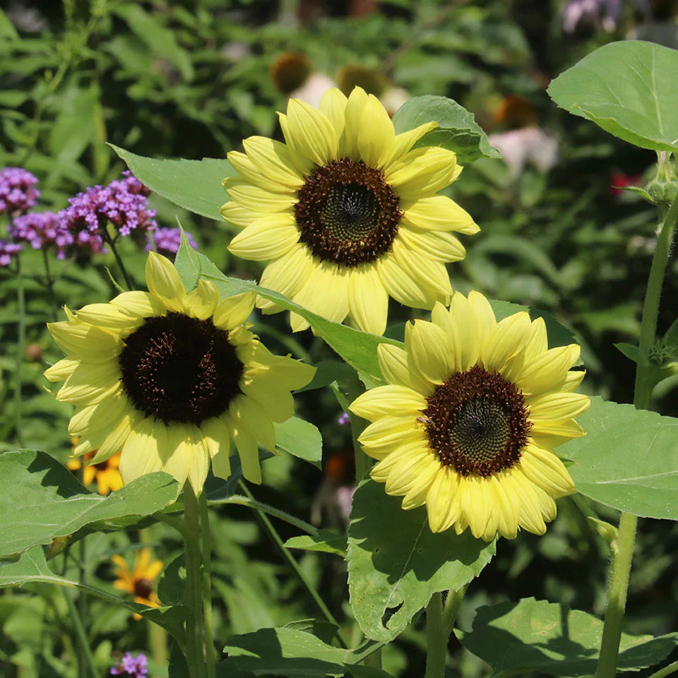 Light Yellow Sunflower Seeds for Planting Premium Quality Heirloom & GMO Free Seeds for Home Garden
 
 Sale