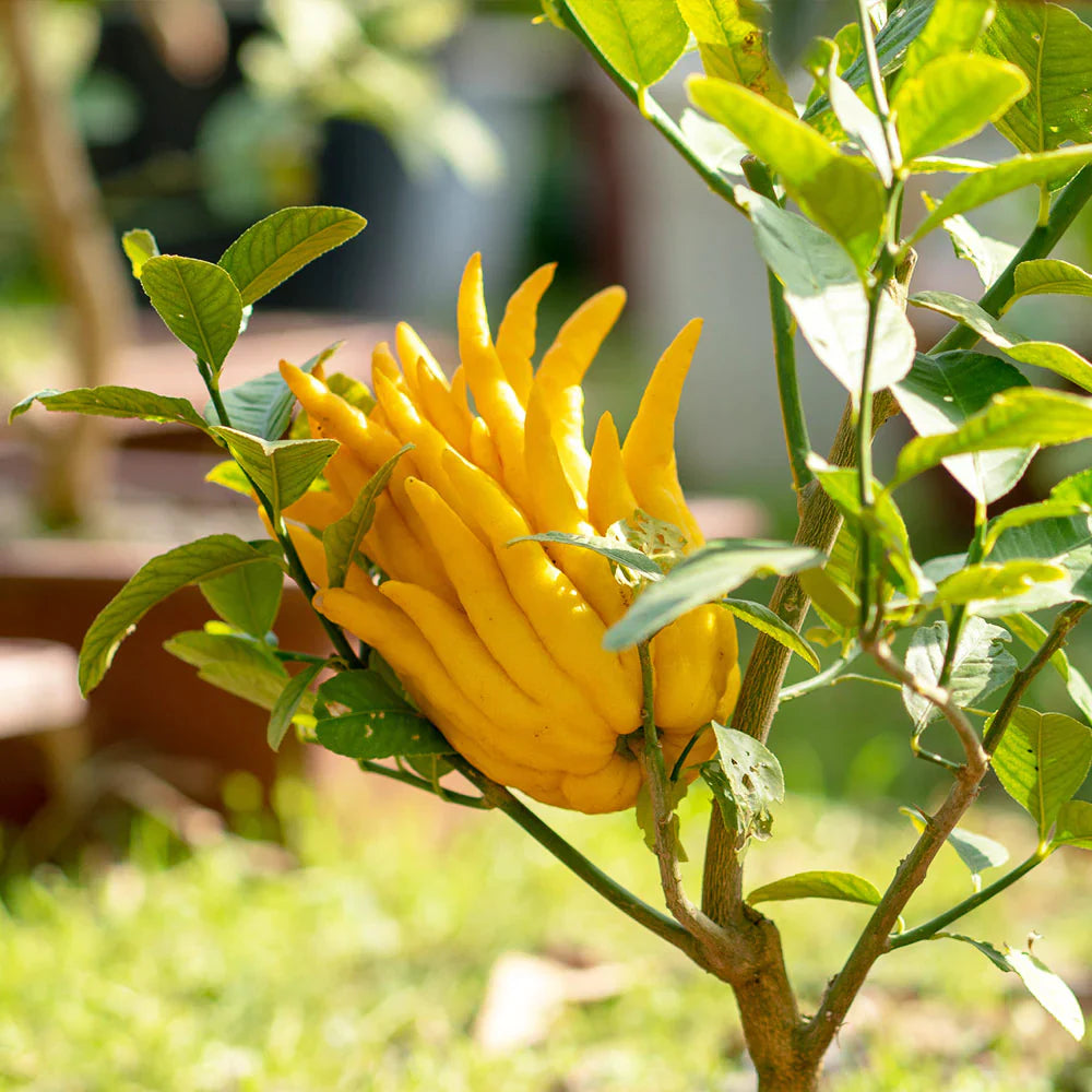 Yellow Bergamot seeds for planting