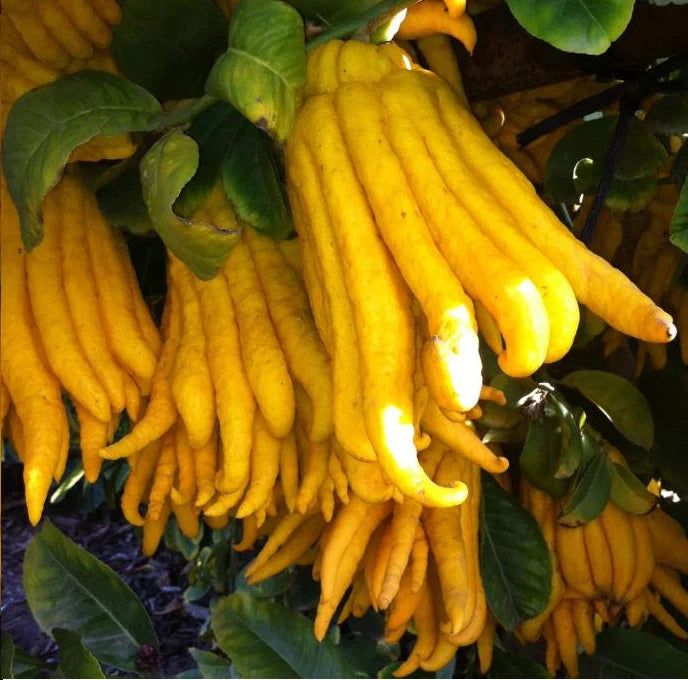 Yellow Bergamot garden seeds for outdoor planting