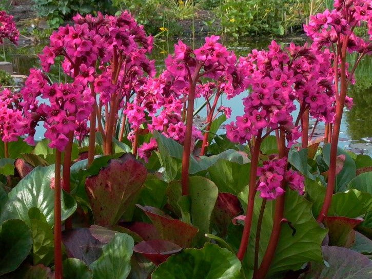 Red Bergenia Cordifolia Flower seeds for Planting - Compact Growth, Heirloom & GMO Free Seeds for Home Garden