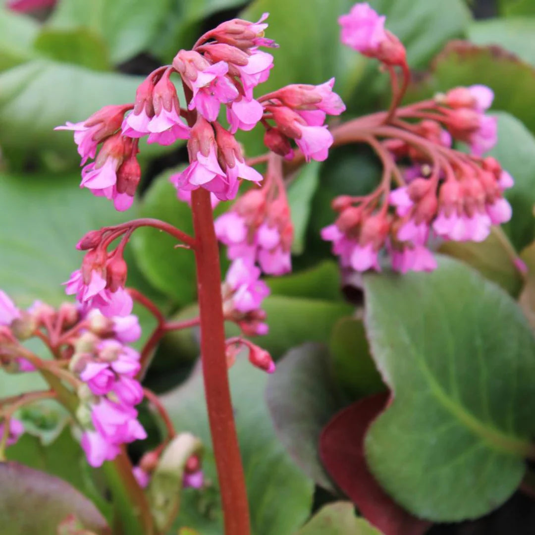Red Bergenia Cordifolia Flower seeds for Planting - Compact Growth, Heirloom & GMO Free Seeds for Home Garden
