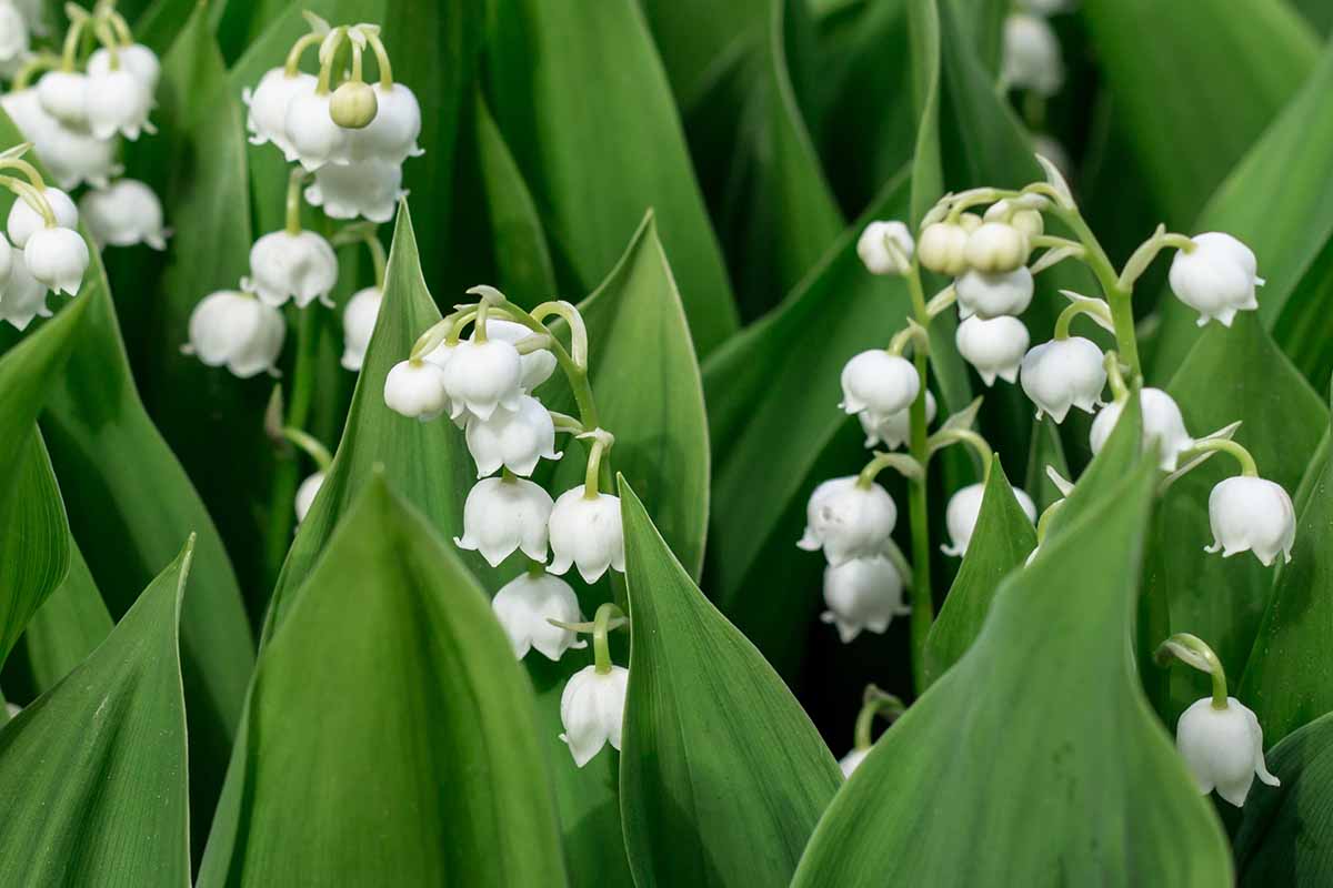 Valley Flower White Planting Seeds: Premium Seeds