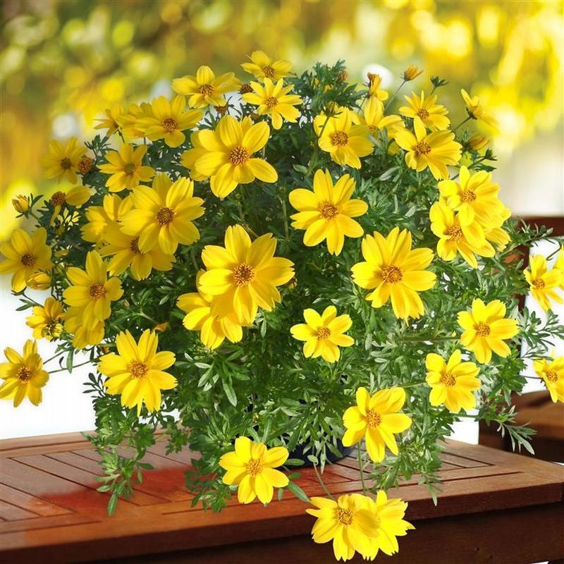 Yellow Bidens Flower seeds for Planting - Low Maintenance, Heirloom & GMO Free Seeds for Home Garden