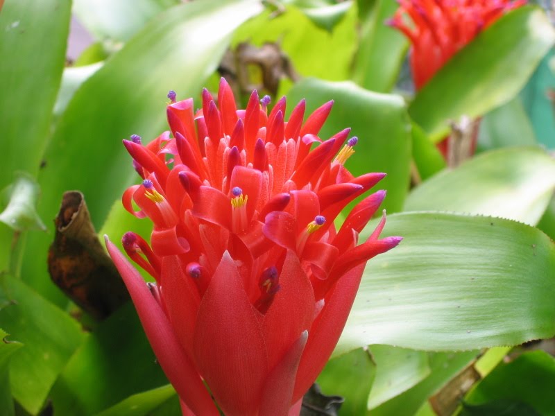 Red Bromeliad Flower seeds for Planting - Easy to Grow, Heirloom & GMO Free Seeds for Home Garden