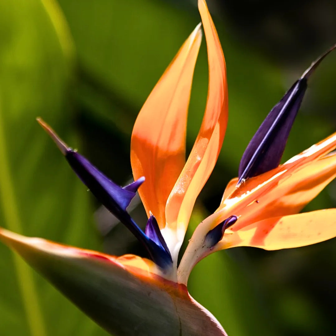 Orange & Violet Strelitzia Seeds - Perfect for Planting