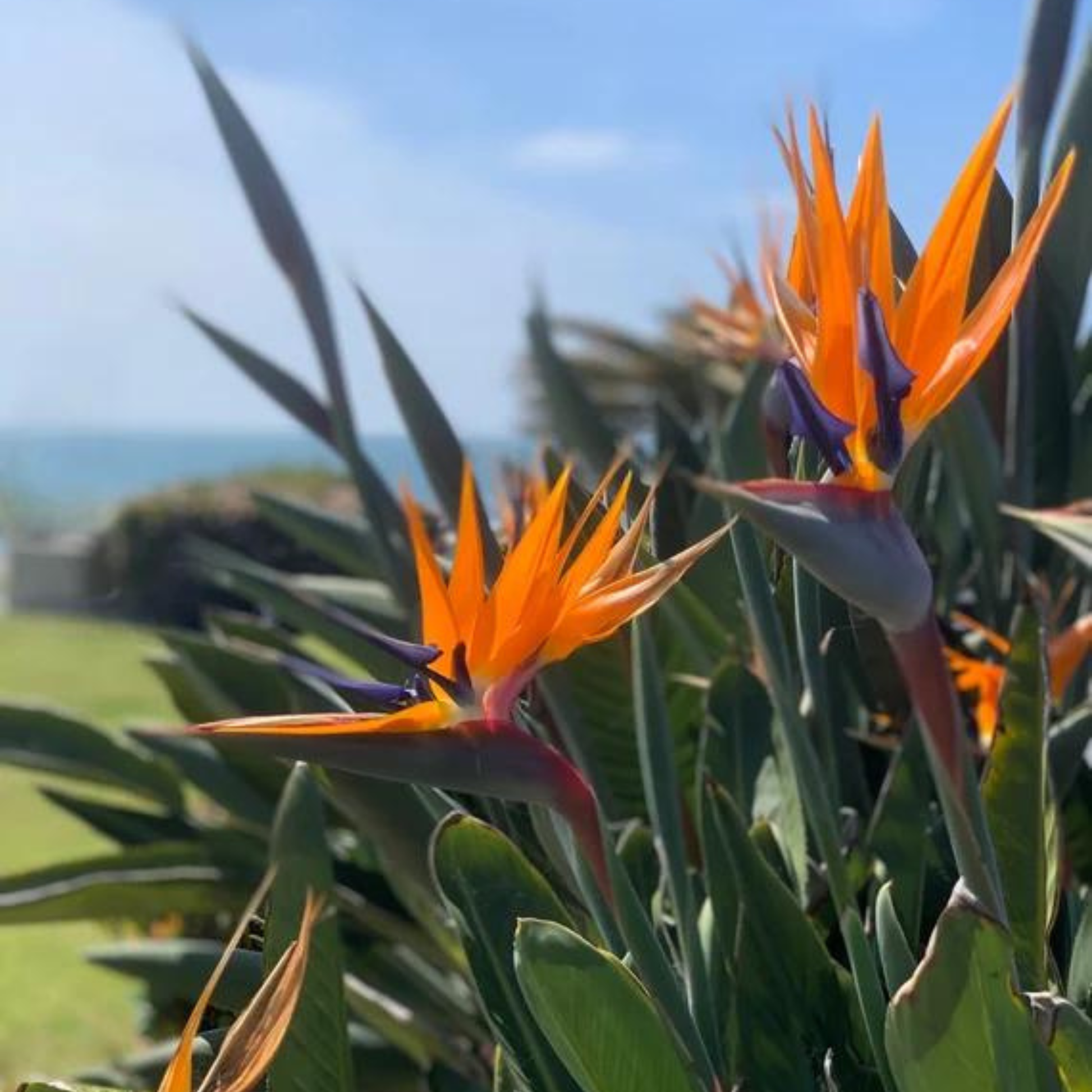 Strelitzia Reginae Seeds for Planting